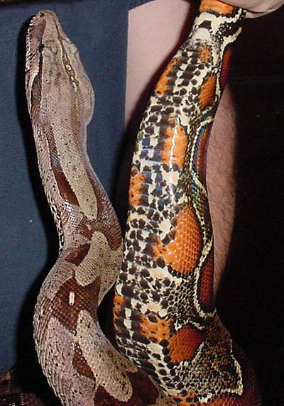 Tail & Head shot