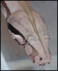 Guyana head shot