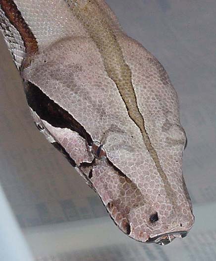 Guyana head shot
