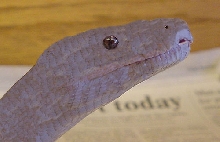 Leucistic / Pied JOKE