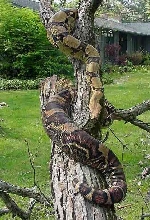 Xena on fallen tree