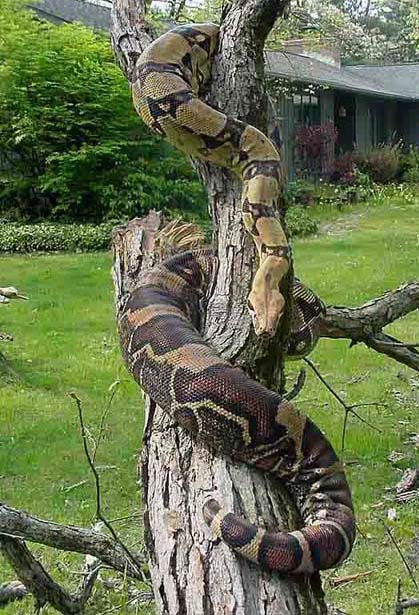Xena on fallen tree