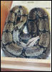 Bolivian Boa