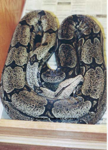 Bolivian Boa