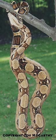 Pastel Boa