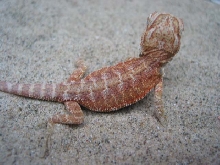 red hypo pastel