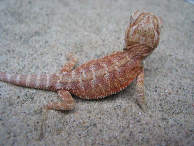 red hypo pastel