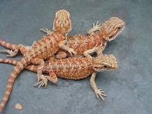 5 week old red/orange hypo pastels