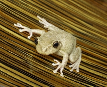 This is my cubantreafrog/cuba posing