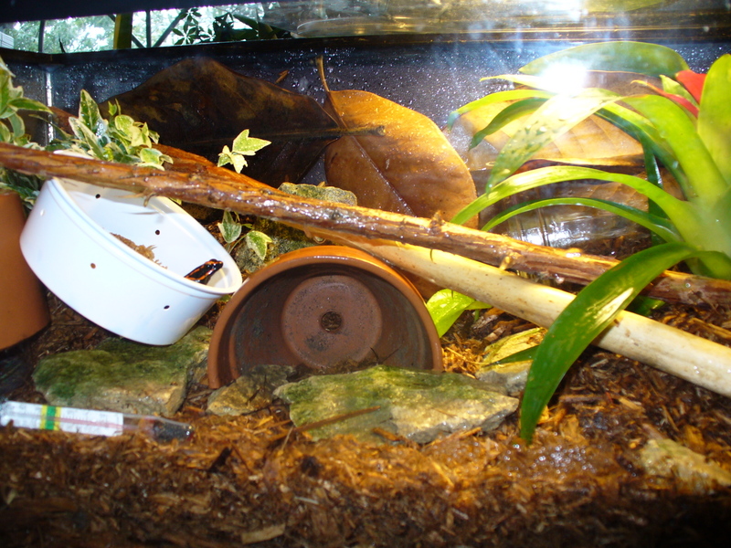 Male E. trivitattus