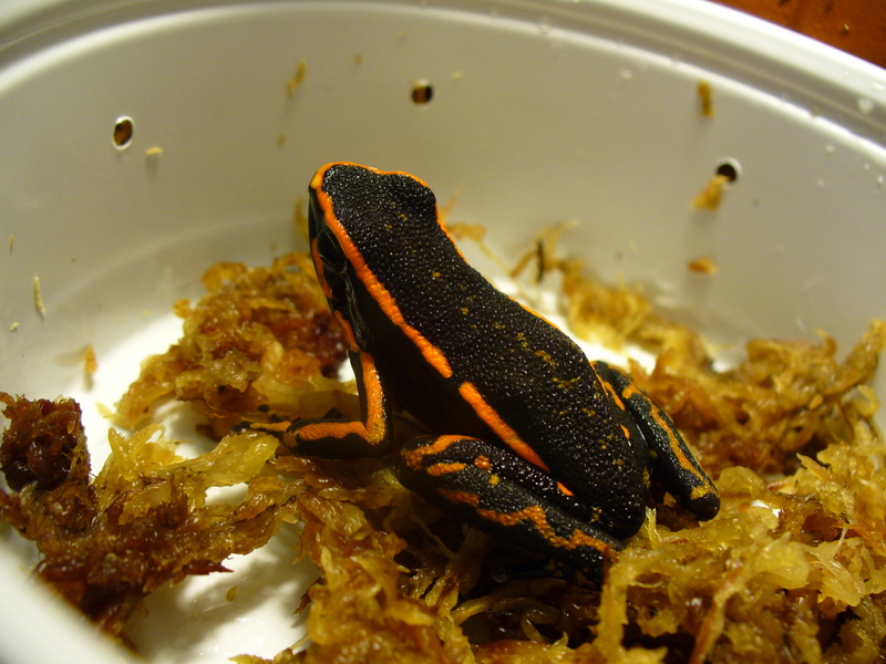 Female E. trivitattus