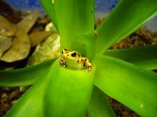 Bastimentos Pumilio in Guzmania