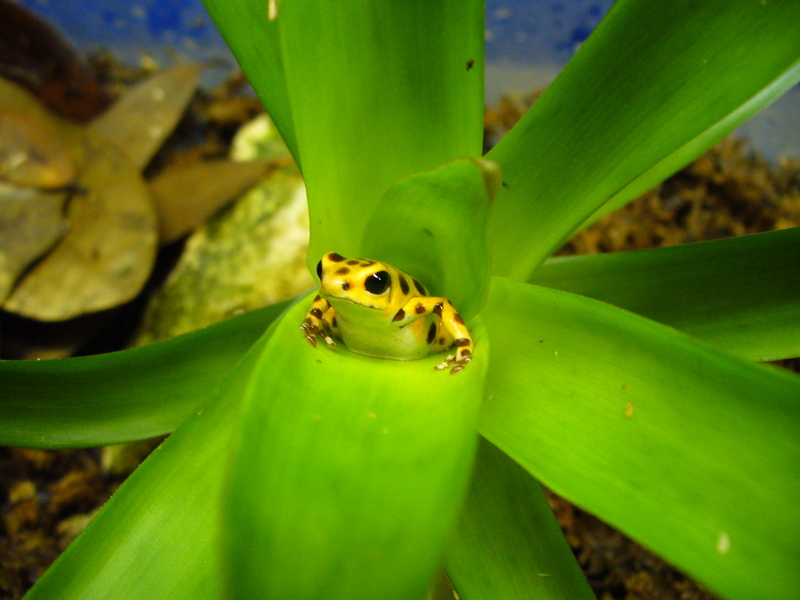 Bastimentos Pumilio in Guzmania