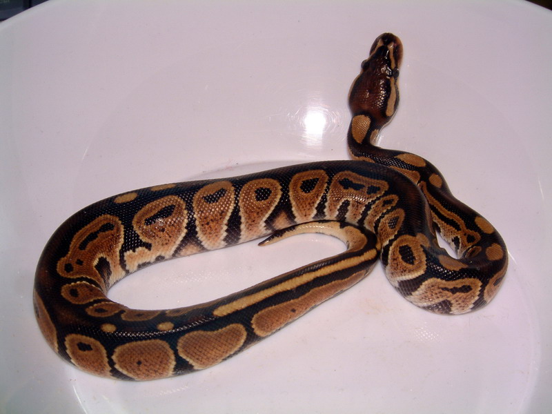 Black Back