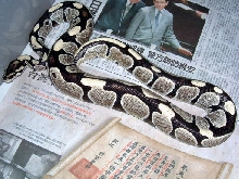 my new BP