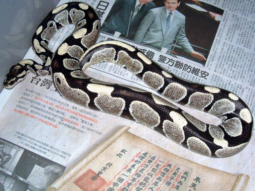 my new BP