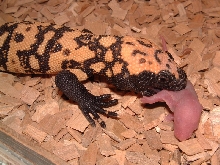 Gila eating pinky rat
