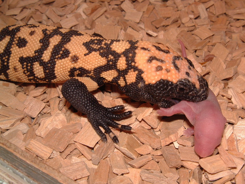 Gila eating pinky rat