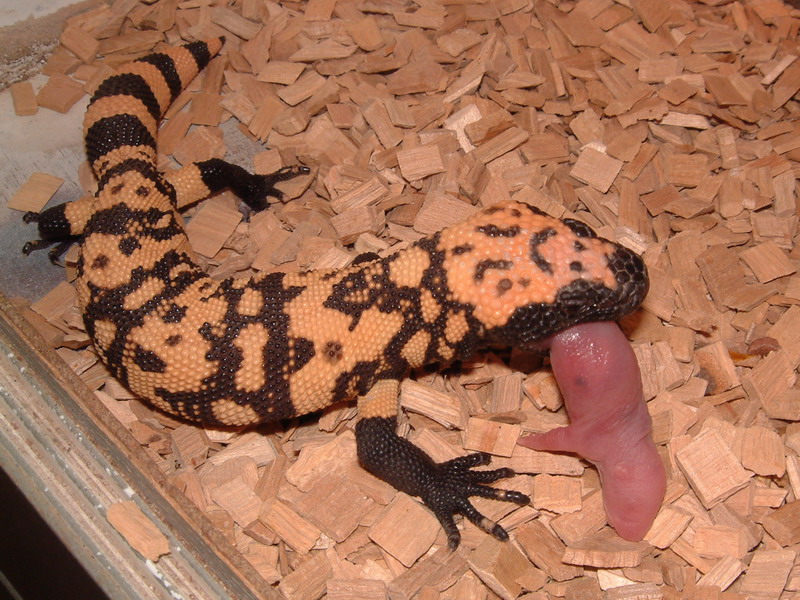 Gila eating pinky rat