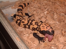 Gila eating pinky rat