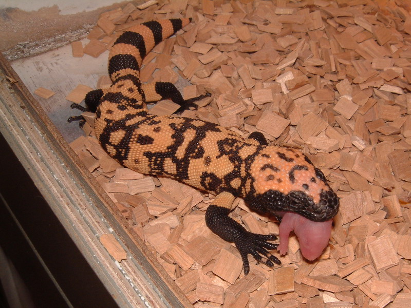 Gila eating pinky rat
