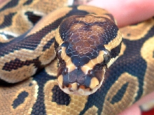 spot-nose