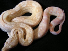 albino kahl laddertail poss het snow