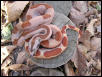 poss dom female hypo genetic stripe