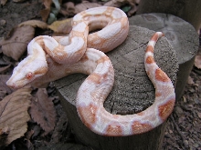 male sharp strain albino