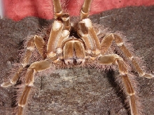 Goliath