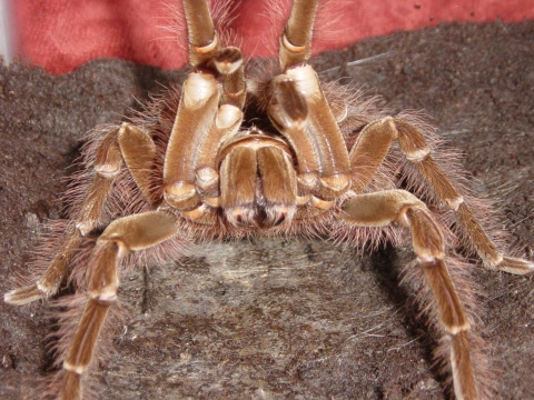Goliath