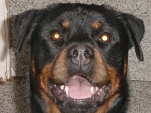 rotti Ivan