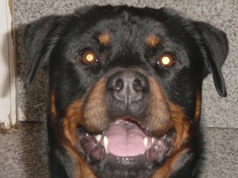 rotti Ivan