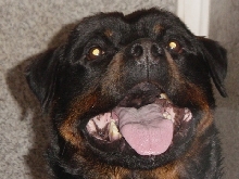 rotti max