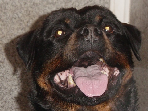 rotti max
