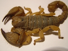 red burrowing scorpion
