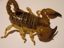 shiny burrowing scorpion