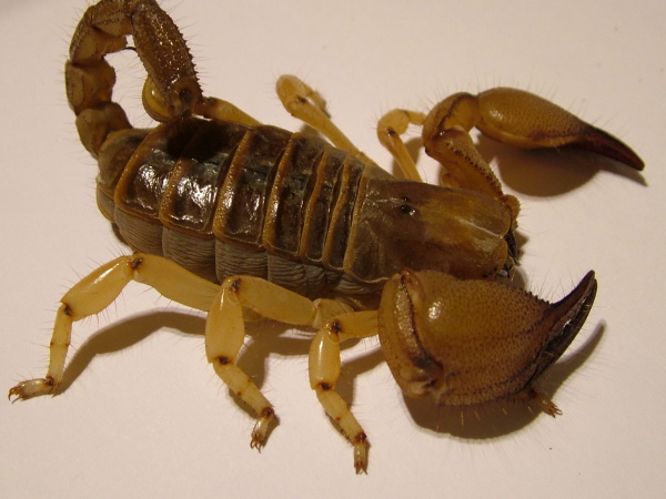 shiny burrowing scorpion