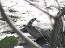 wild iguana pair