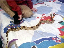 Rex