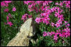 Dre in the flowers