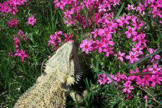 Dre in the flowers
