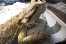 Dre on his rock