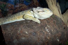 Dre Sleeping