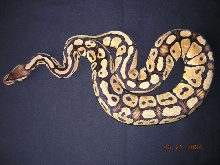 VPI Pastel