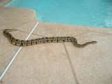 Female Het Piebald sunning