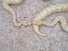 Albino Ball Kissing