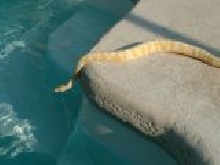 Male Albino sunning at pool