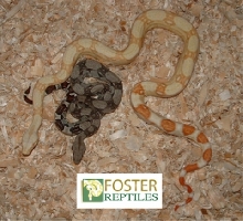 albino and het boas