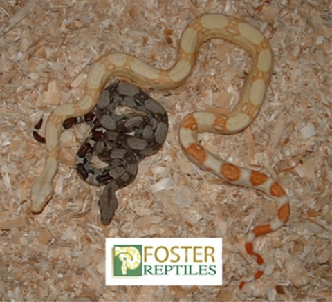 albino and het boas